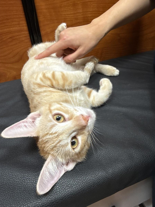 Axl Moon, an adoptable Domestic Short Hair in Chandler, AZ
