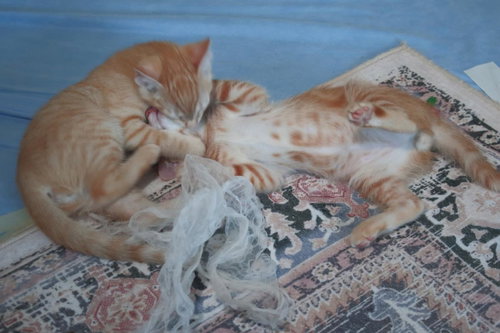 Axl Moon photo 3