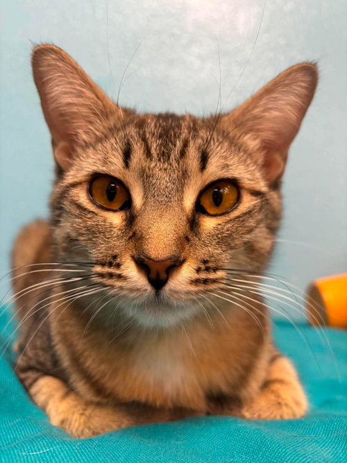 Suki Donaldson, Young Domestic Short Hair / Tabby / Mixed, cat for adoption in Gilbert, Arizona