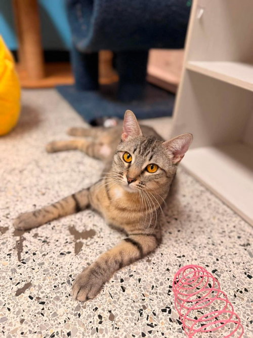 Suki Donaldson, Young Domestic Short Hair / Tabby / Mixed, cat for adoption in Tempe, Arizona