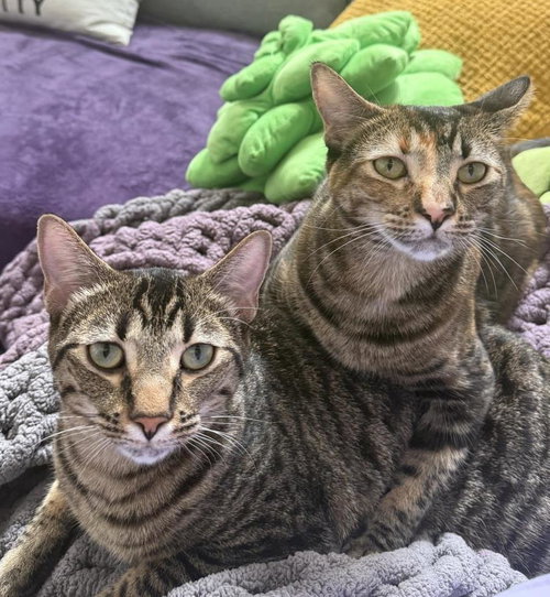 Mia-Meow Macadamia Bonded With Moki Macadamia