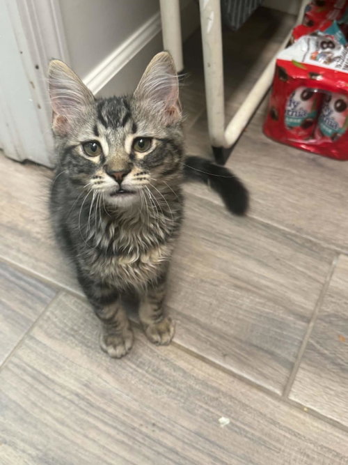 Truffle Pawsworth