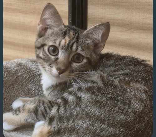 Mathilda Germann, Baby Calico / Tabby / Mixed, cat for adoption in Gilbert, Arizona