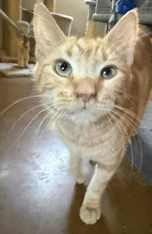Caterpillar Blossom, an adoptable Tabby in Chandler, AZ