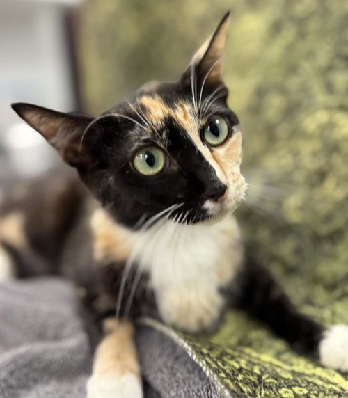 OLIVIA BUTLER - Tortoiseshell available for adoption