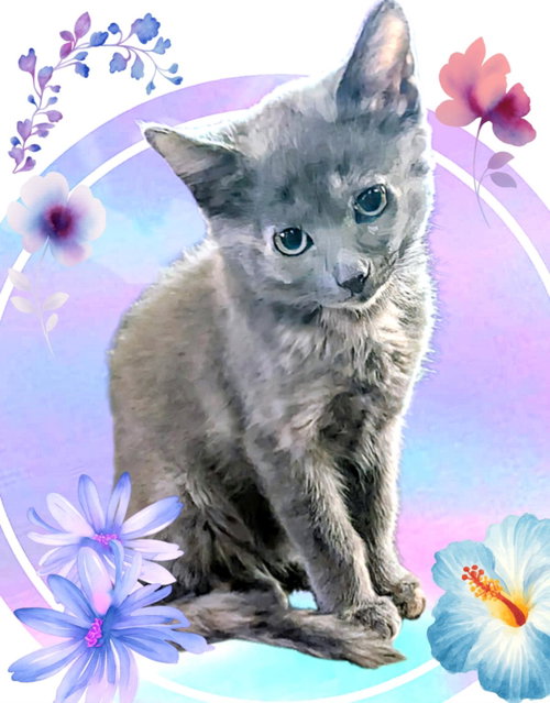 CLAREY TEE - Domestic Short Hair / Dilute Tortoiseshell available for adoption