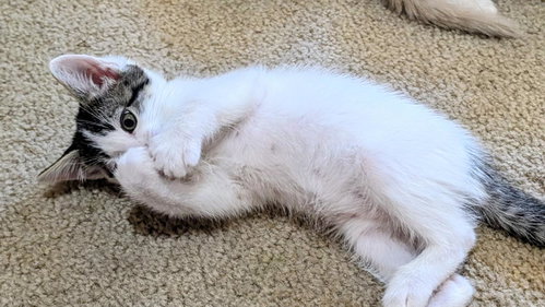 Tempo Crescendo, Baby Domestic Short Hair / Mixed, cat for adoption in Gilbert, Arizona