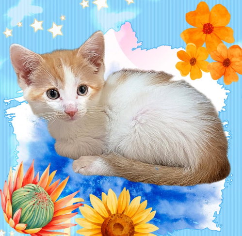 Sonata Crescendo, an adoptable Domestic Medium Hair in Chandler, AZ