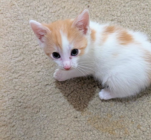 SONATA CRESCENDO - Domestic Medium Hair available for adoption