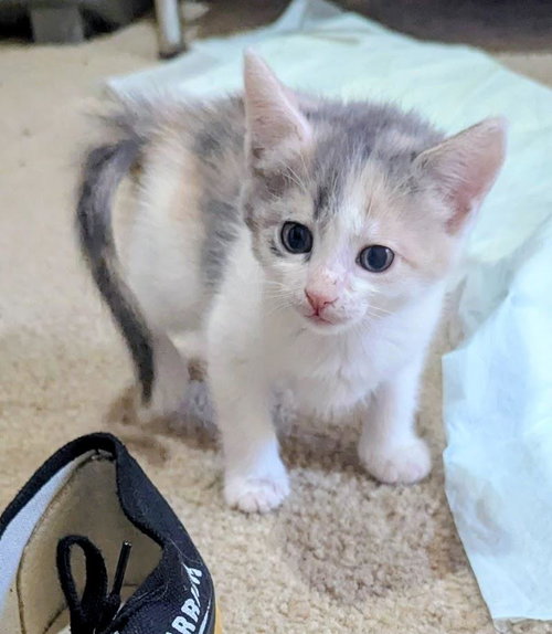 LYRIC CRESCENDO - Domestic Medium Hair / Dilute Calico available for adoption