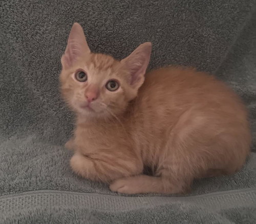 Luke Skywhisker Purrwalker