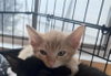 Luke Skywhisker Purrwalker - Photo 2