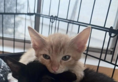 LUKE SKYWHISKER PURRWALKER - Domestic Short Hair available for adoption