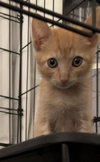 Luke Skywhisker Purrwalker - Photo 3