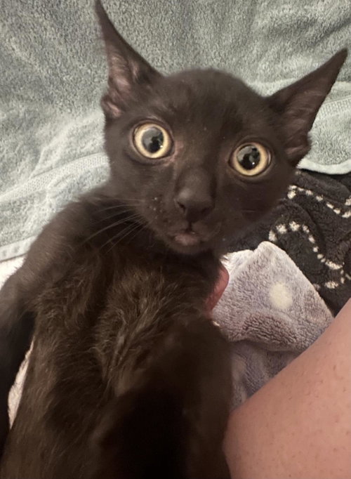 Darth Meowder Purrwalker, Baby Domestic Short Hair / Mixed, cat for adoption in Chandler, Arizona