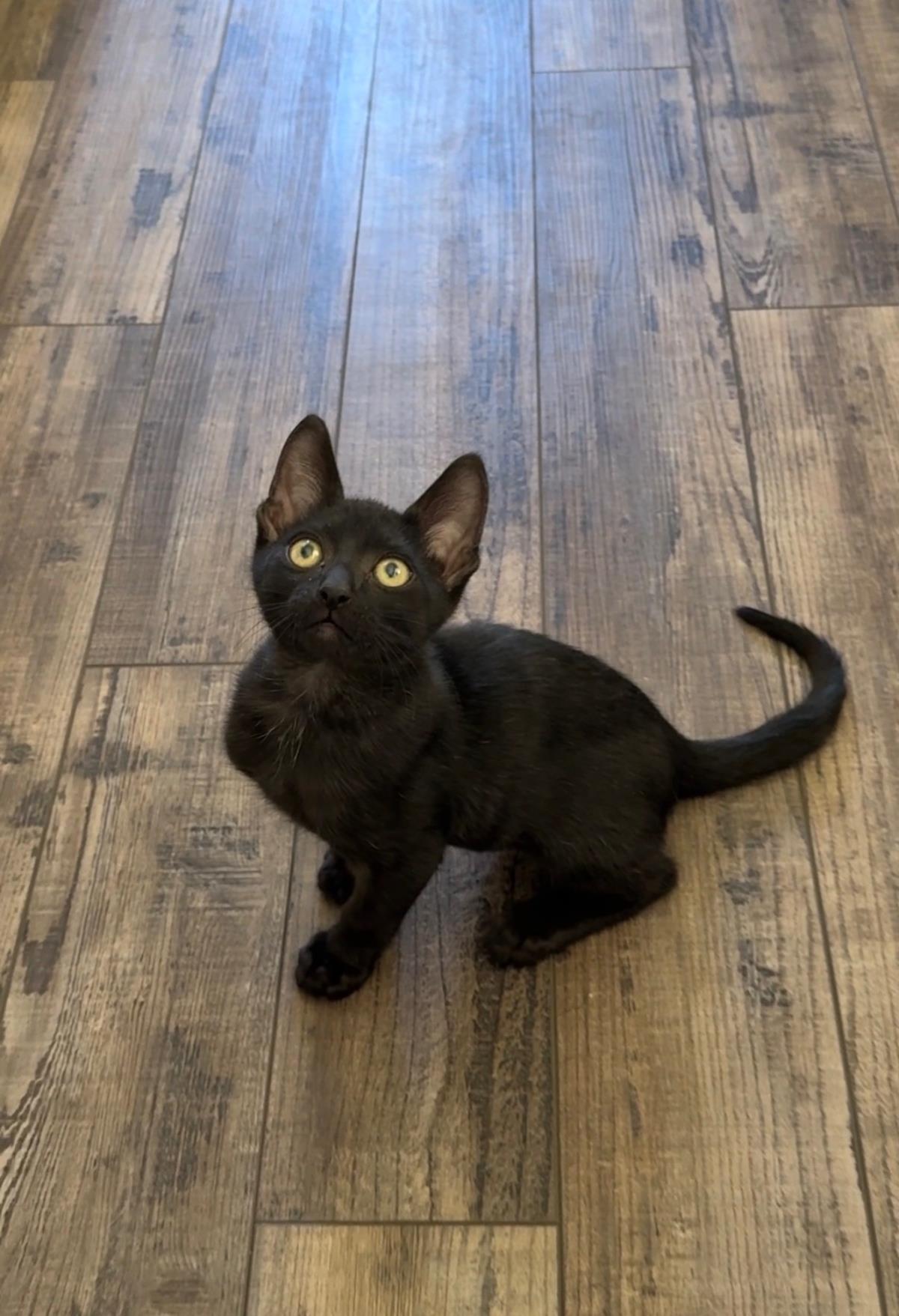 Photo of Darth Meowder Purrwalker