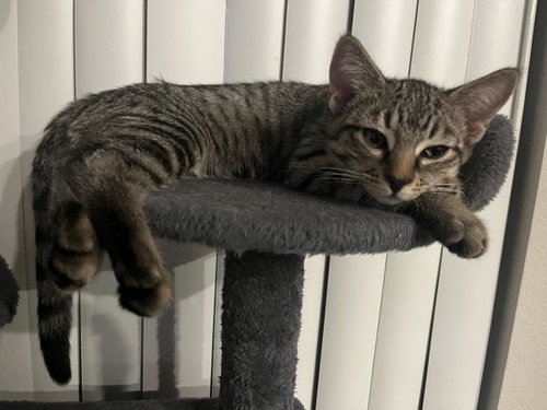Romeo Donaldson