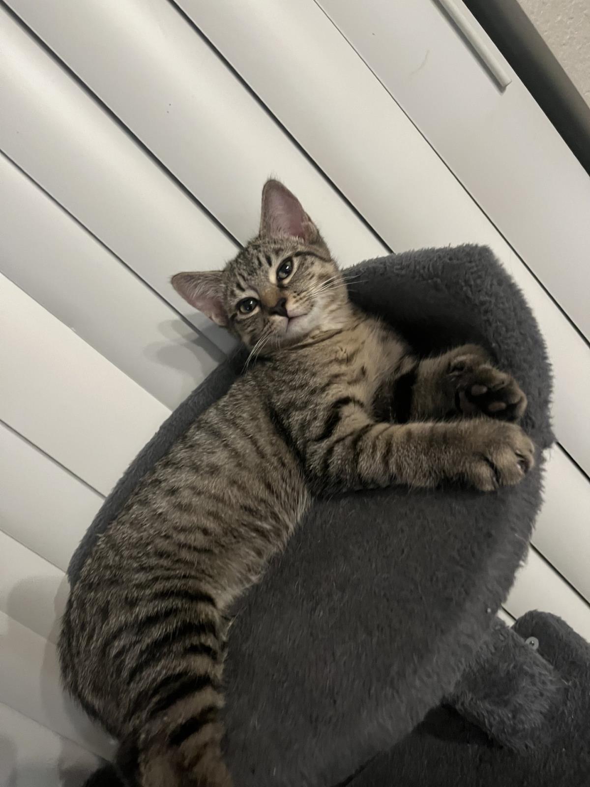 Photo of Romeo Donaldson