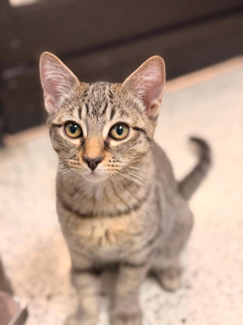 Romeo Donaldson, an adoptable Domestic Short Hair in Chandler, AZ