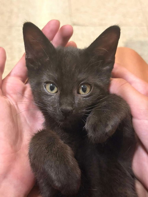 Merry Of The Shire, Baby Domestic Short Hair / Mixed, cat for adoption in Casa Grande, Arizona