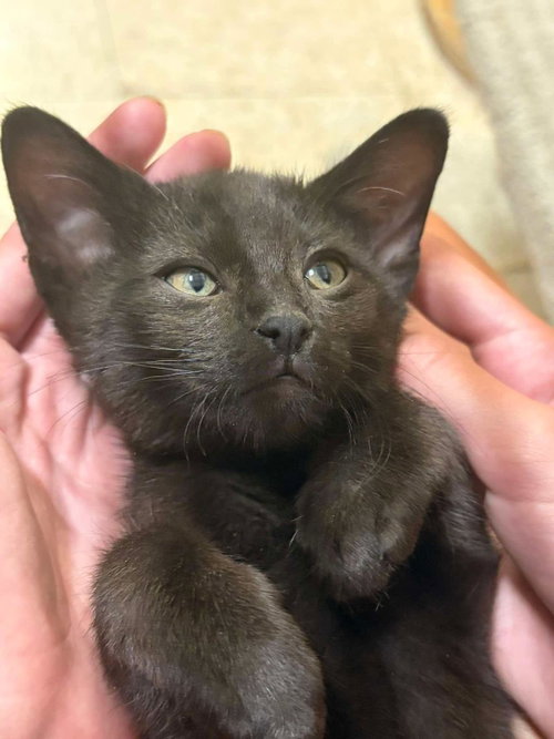 Pippin Of The Shire, Baby Domestic Short Hair / Mixed, cat for adoption in Casa Grande, Arizona
