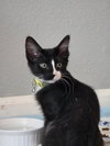 Berlioz Debelder - Photo 3