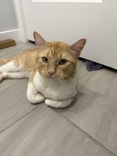 Billy Biscuits