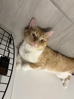 BILLY BISCUITS - Domestic Short Hair / Tabby available for adoption