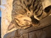 Charlee Zoomee - Photo 2