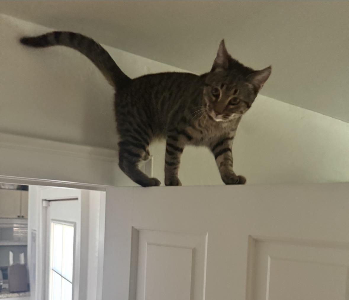 Photo of Charlee Zoomee