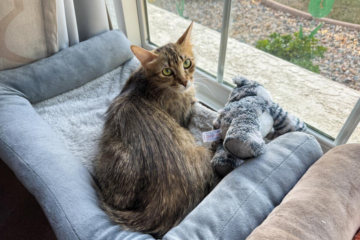 Photo of Floofy Cuddlestoo