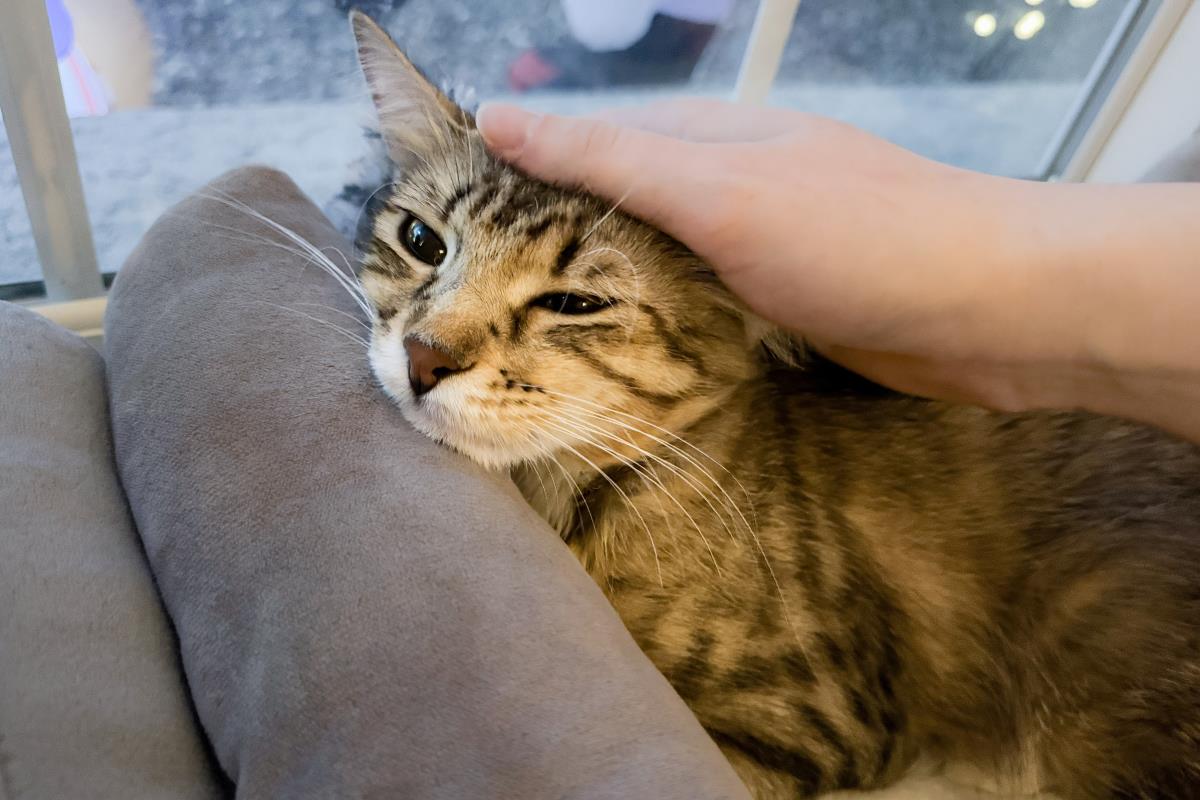 Photo of Floofy Cuddlestoo
