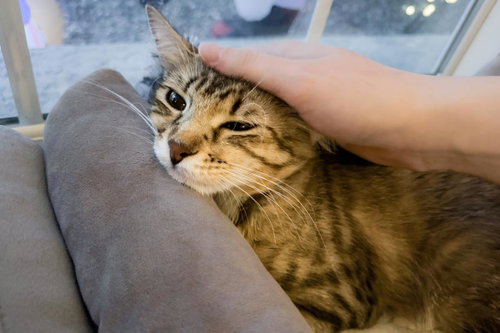 Floofy Cuddlestoo photo 3
