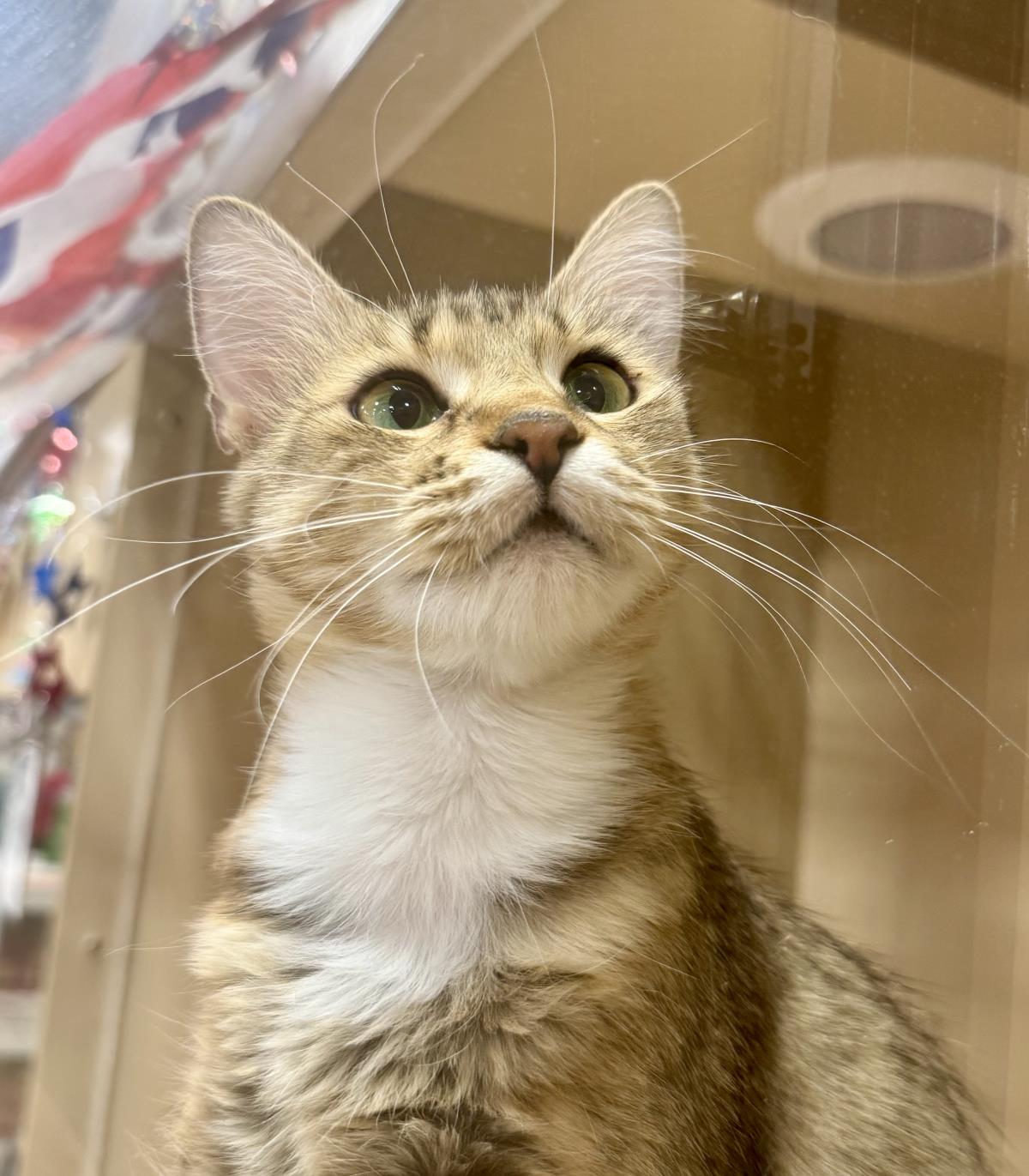 Photo of Floofy Cuddlestoo