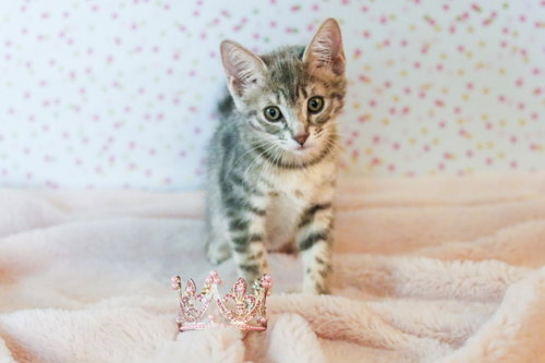 Princess Cuddlestoo