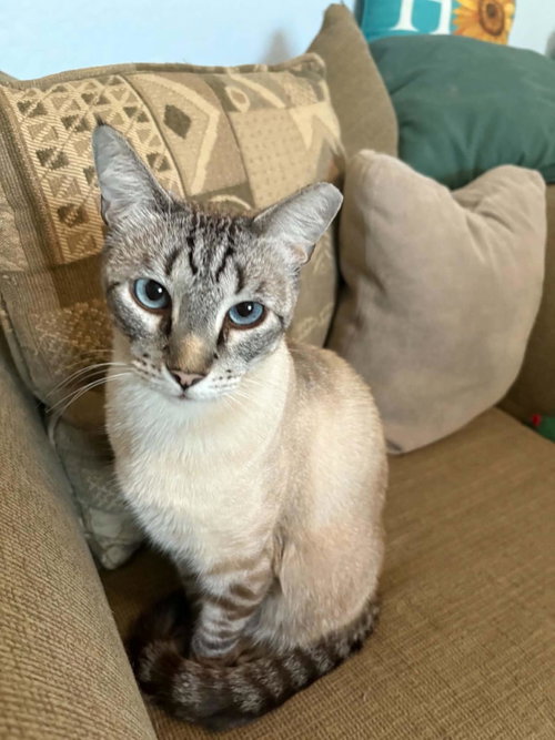 Vincent Vanmeow