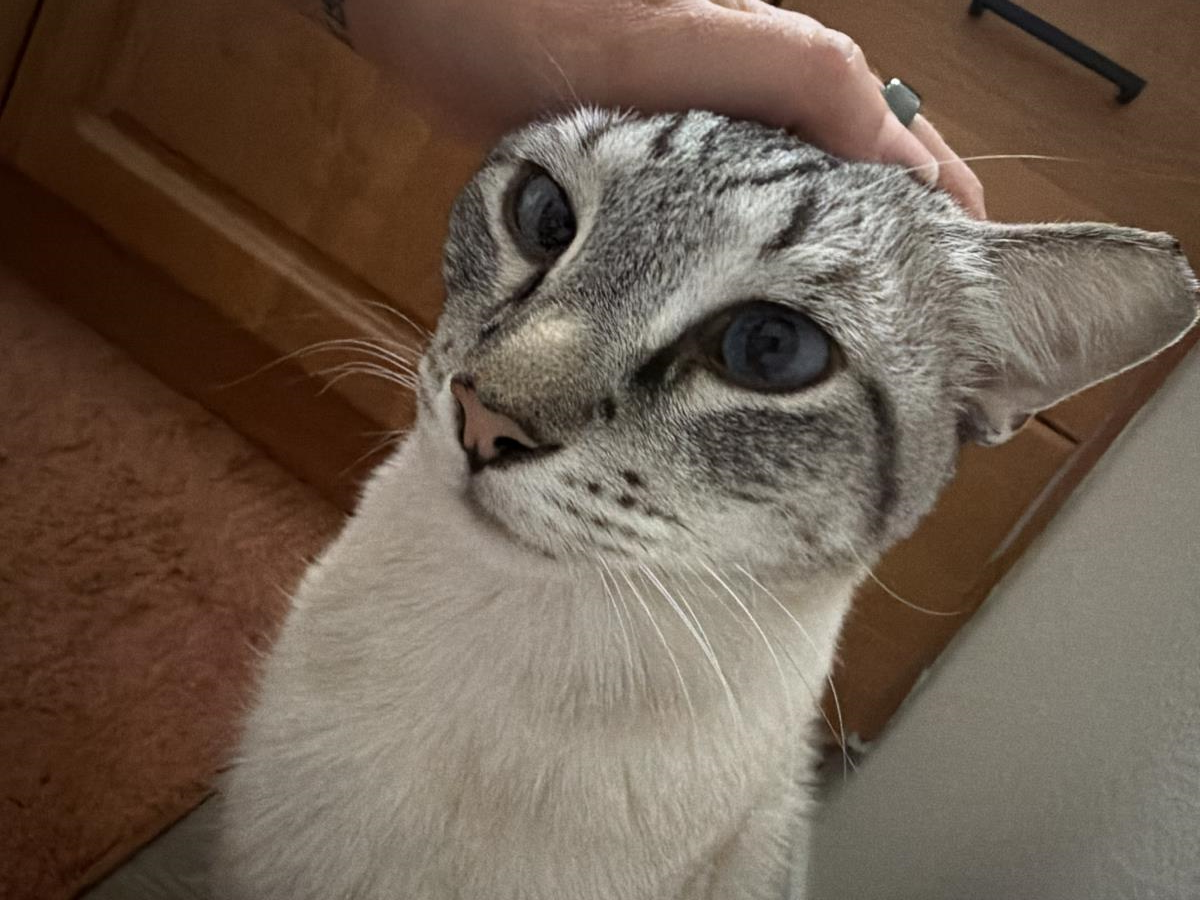 Photo of Vincent Vanmeow