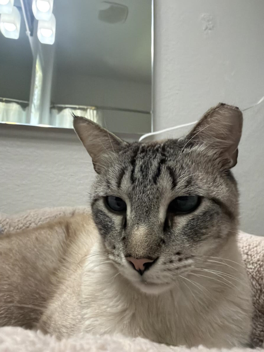 Photo of Vincent Vanmeow