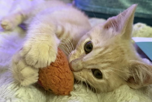 Tu-Pac Viola, Baby Tabby / Domestic Short Hair / Mixed, cat for adoption in Gilbert, Arizona