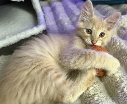 Fuzzy-Smalls Viola, Baby Tabby / Domestic Long Hair / Mixed, cat for adoption in Gilbert, Arizona