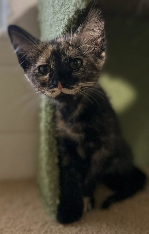 Missie-Elliot Viola, Baby Tortoiseshell / Domestic Short Hair / Mixed, cat for adoption in Gilbert, Arizona