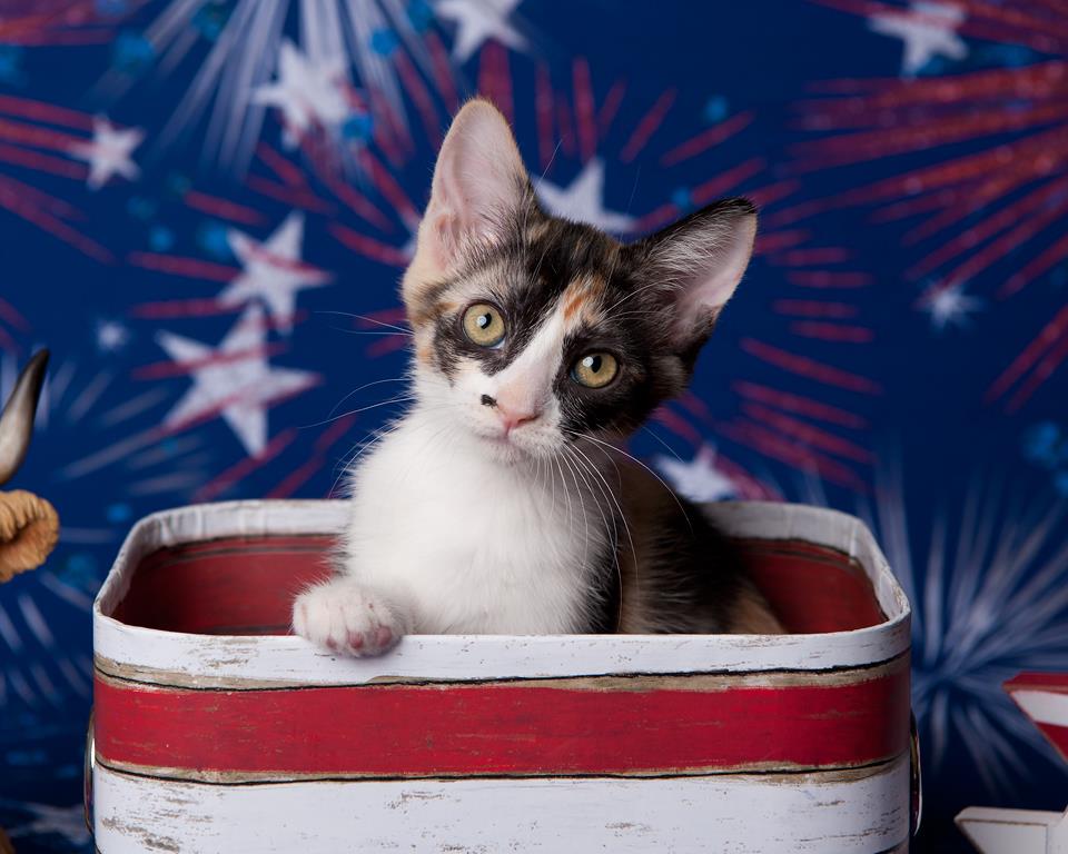 Chiquita Le Chat Image