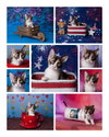 Chiquita Le Chat - Photo 2