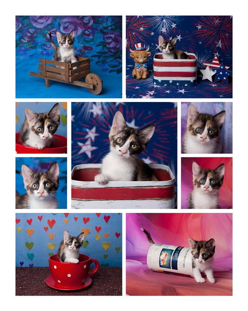 CHIQUITA LE CHAT - Calico available for adoption
