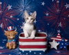 Cheeki Le Chat - Photo 1