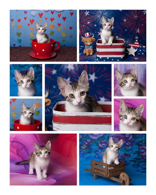 CHEEKI LE CHAT - Calico / Tabby available for adoption