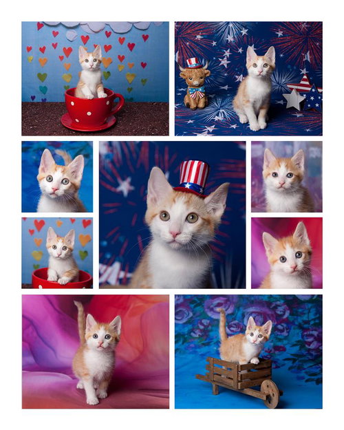 CHIPPER LE CHAT - Domestic Short Hair available for adoption