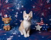 Chipper Le Chat - Photo 3