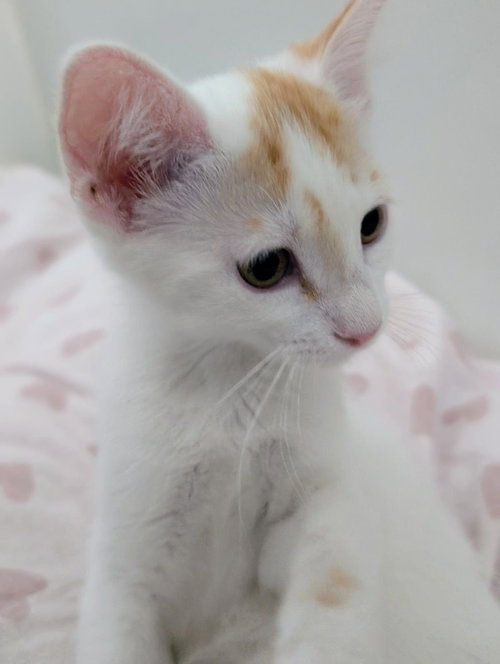 Caramel Nougat