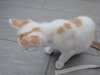 Caramel Nougat - Photo 2